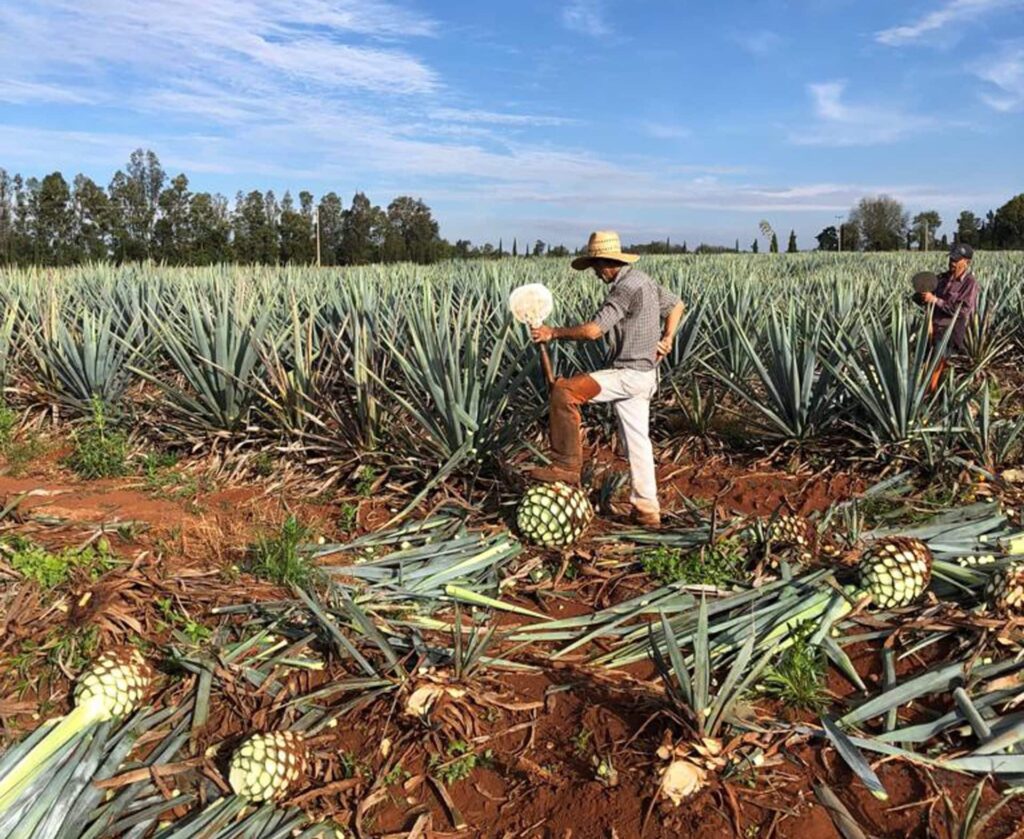 field image