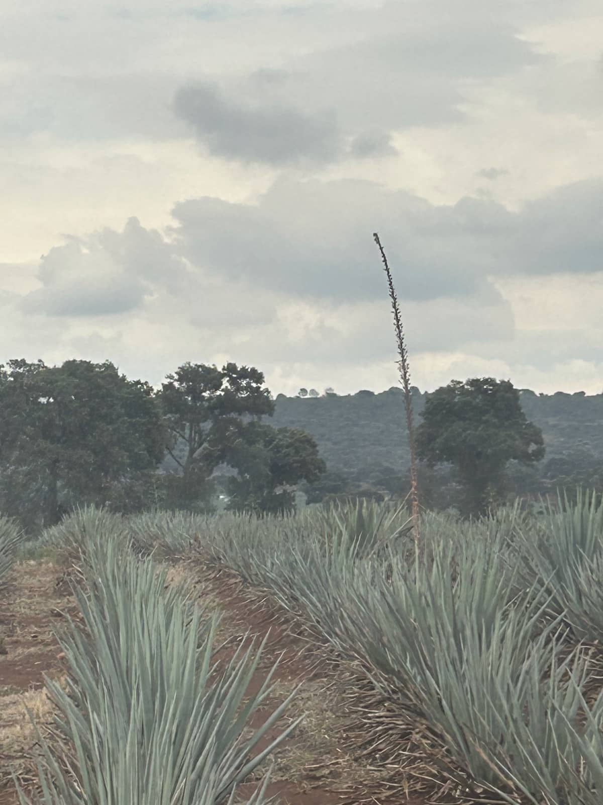 field image