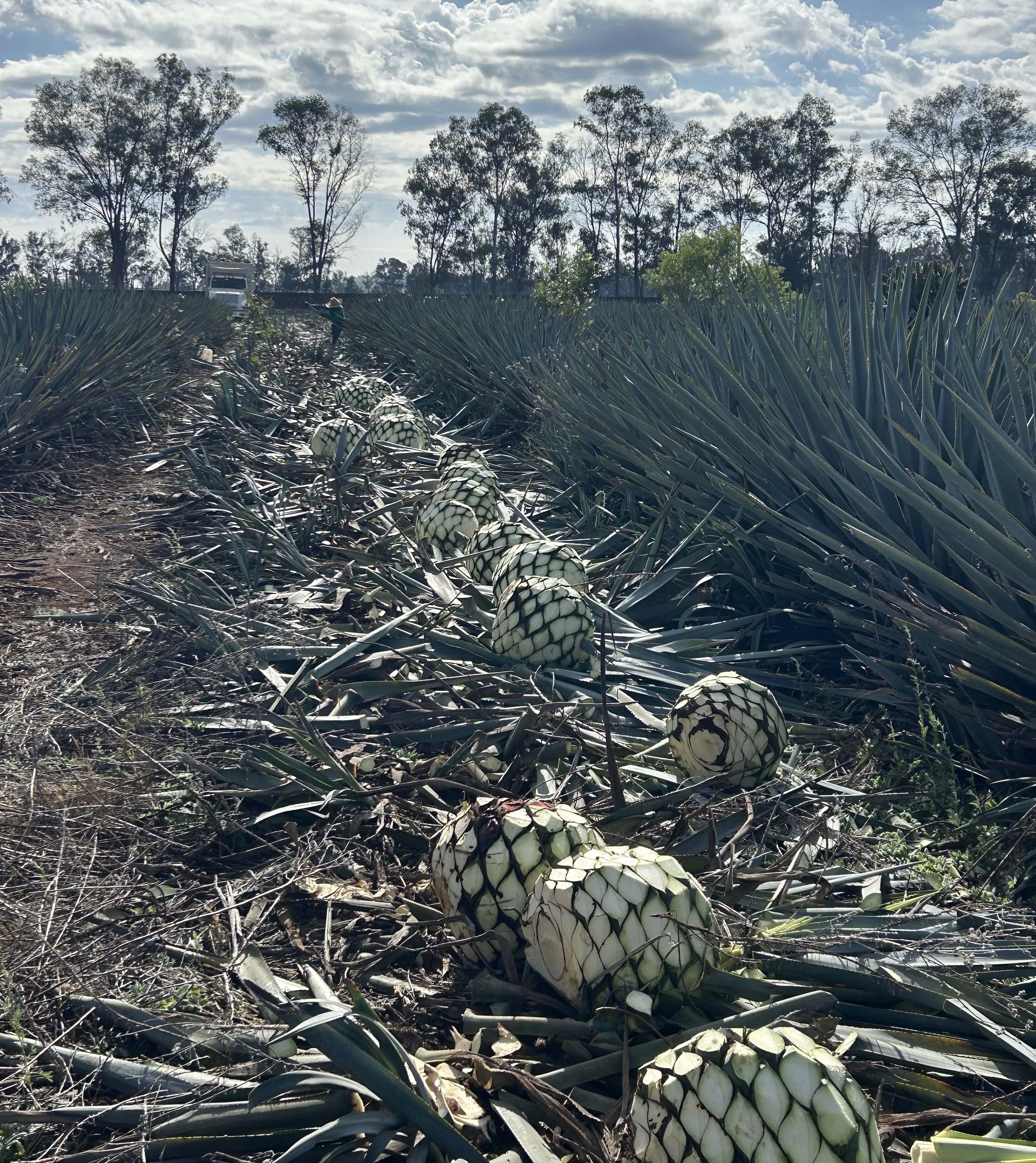 field image