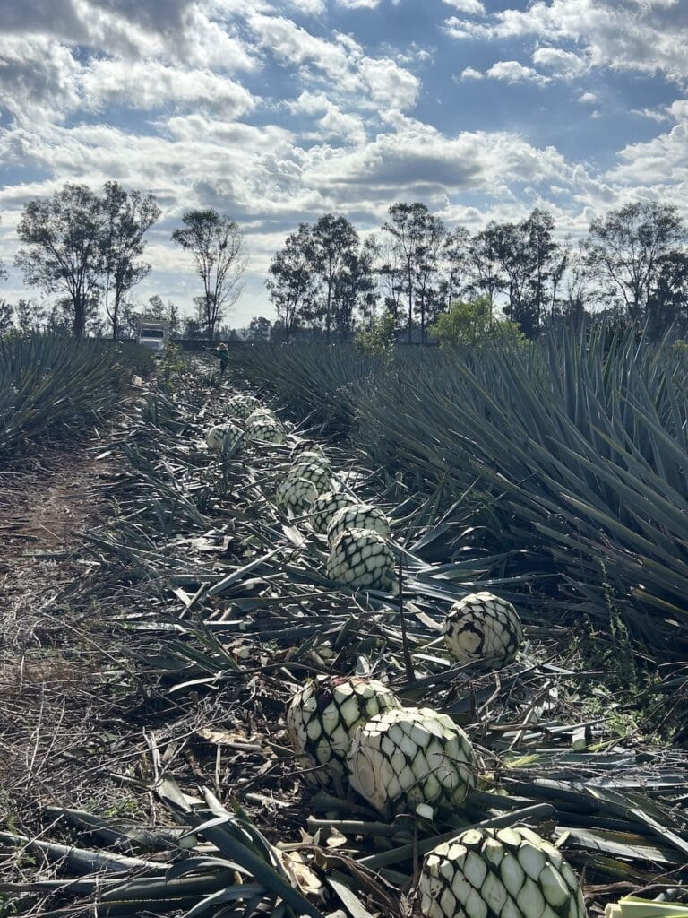 field image