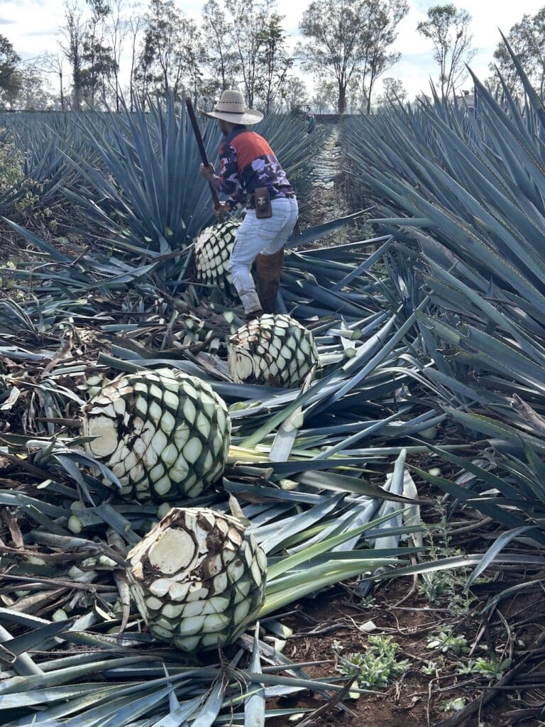 field image