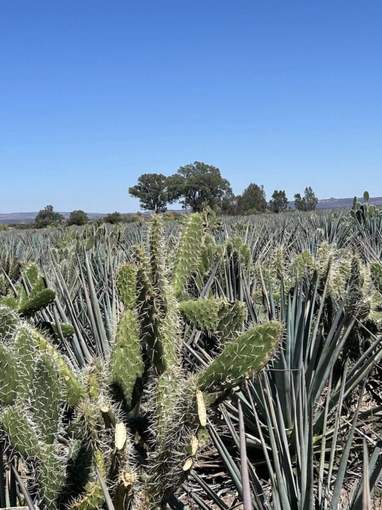 field image