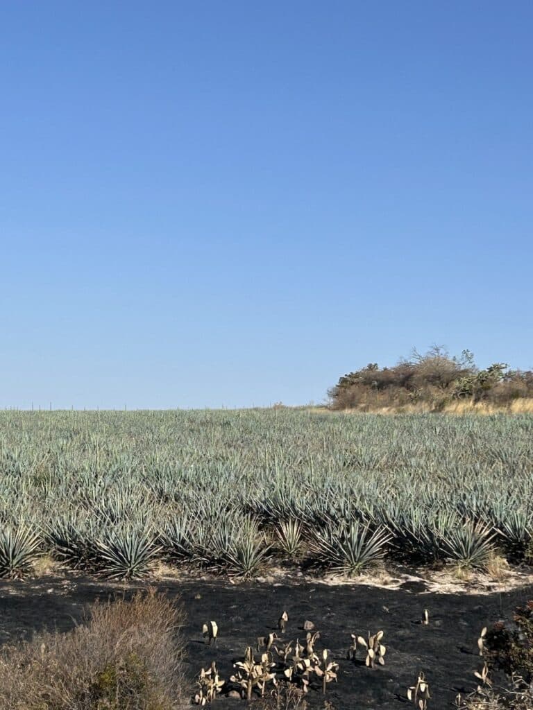 field image