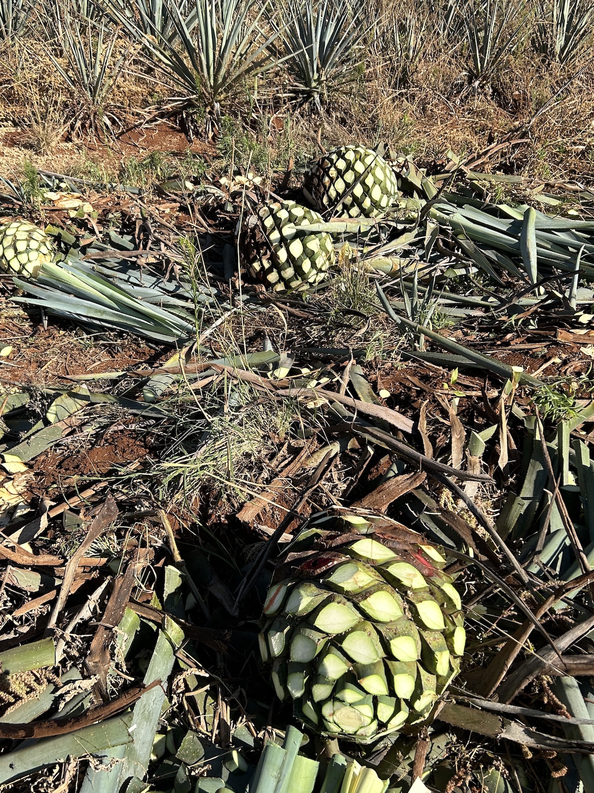 field image