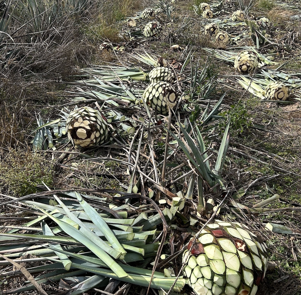 field image