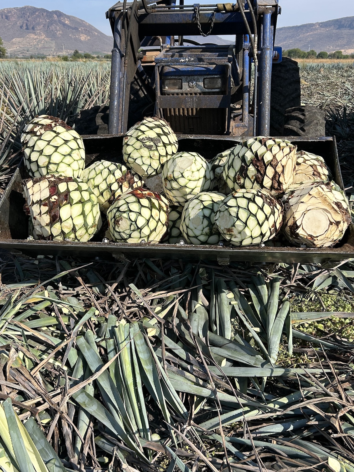 field image