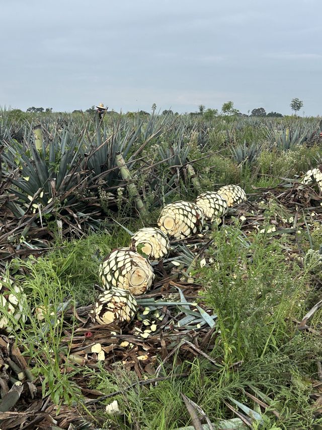 field image